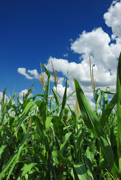 maïsveld over bewolkt blauwe hemel - Foto, afbeelding