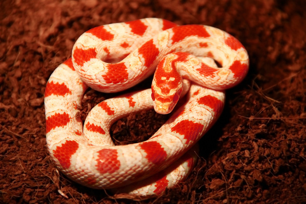 Wąż (kukurydza węże - Albinos) - Zdjęcie, obraz
