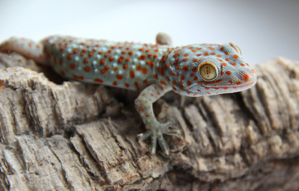 Gecko en el árbol
 - Foto, Imagen