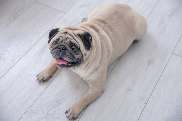 Cute overweight pug  - Foto, Bild