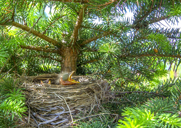 Baby ptaki w gniazdo z pysków otworzyć. Turdus pilaris. Gniazdo catbird w przyrodzie. Filtr zielony. - Zdjęcie, obraz
