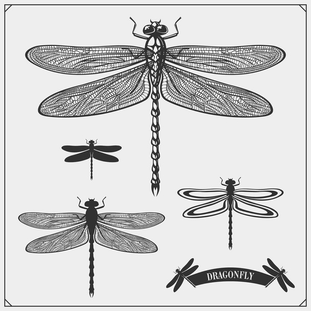 Set of dragonflies. Vector. - Vektor, kép