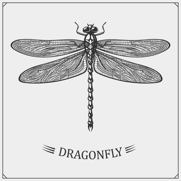 Vector illustration of Dragonfly on white background. - Vektor, kép