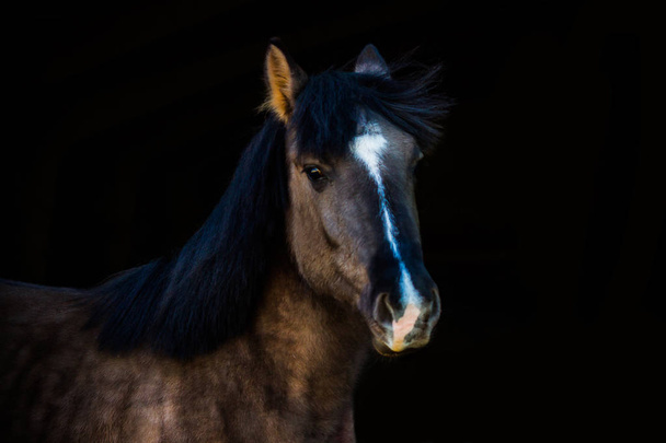 portraits of horses - Φωτογραφία, εικόνα