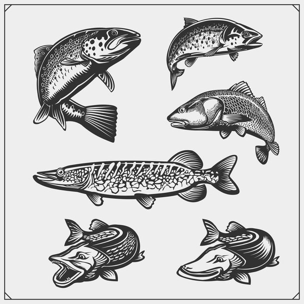 Set of pike fish. - Вектор, зображення