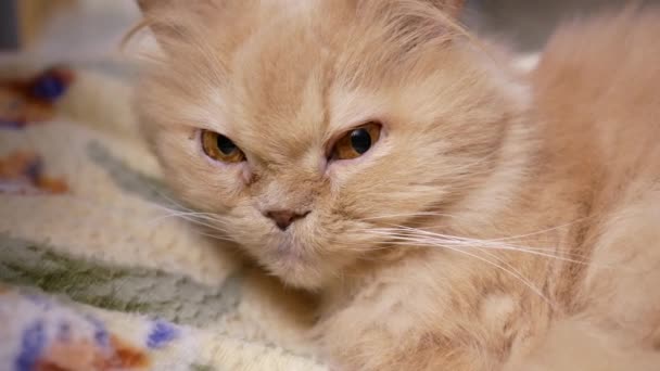 Motion of persian cat sleepy face on chair  - Filmati, video