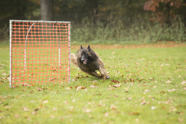 Pies, belgijski Tervuren Pasterza, uruchomiona w konkurencji hooper - Zdjęcie, obraz