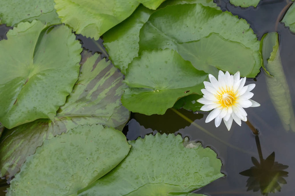 Крупный план цветок лотоса, красивый цветок лотоса размытый или размытый мягкий фокус
 - Фото, изображение