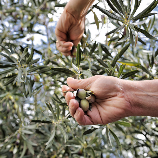 Mains femme adulte engagée pour cueillir des olives
. - Photo, image
