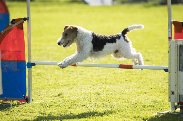 Perro, pelo de zorro, saltando sobre el obstáculo de agilidad
 - Foto, imagen