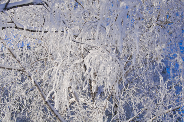 branches covered in snow - Фото, изображение