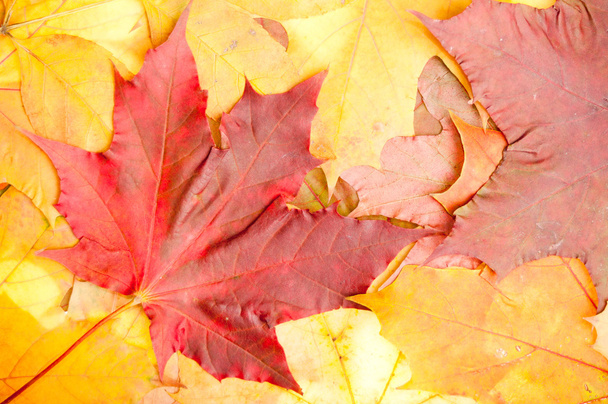 Grupo hojas de otoño
 - Foto, Imagen