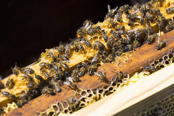 The bee hive is shot close-up in the summer - Photo, Image