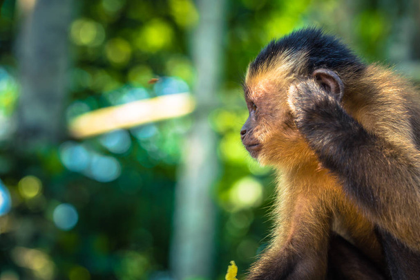 Manu Milli Parkı, Peru - 11 Ağustos 2017: Küçük Capuchin maymunu Amazon yağmur ormanlarında Manu Milli Parkı, Peru - Fotoğraf, Görsel