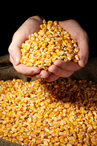 man hands with grain, on yellow corn background - Fotografie, Obrázek