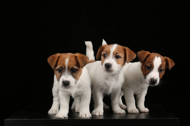 Cute jack russell terriers babies. Close up. Black background - Photo, Image