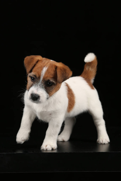 Funny jack russell puppy. Close up. Black background - Photo, Image