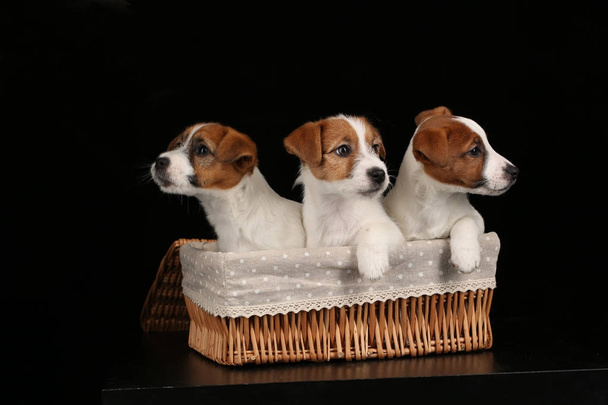 Jack russells in the basket. Close up. Black background - Photo, Image