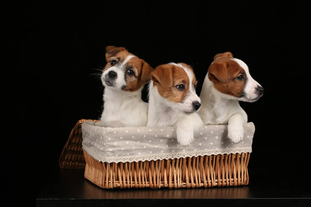 Jack Russell cachorros en la canasta. De cerca. Fondo negro
 - Foto, Imagen
