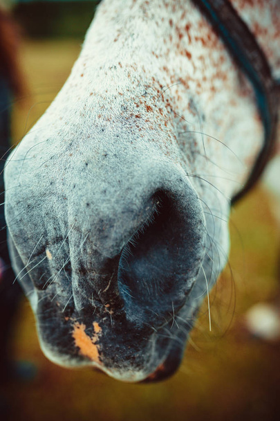 De neusgaten van het paard - Foto, afbeelding