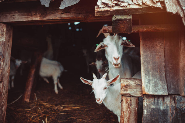 Goats in a farm - Φωτογραφία, εικόνα