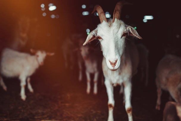 Goat in a barn - Foto, afbeelding