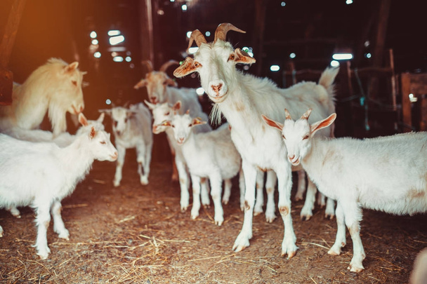 Goat family in a barn - Photo, image