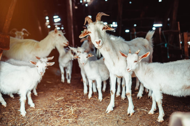 Família de cabras em um celeiro
 - Foto, Imagem