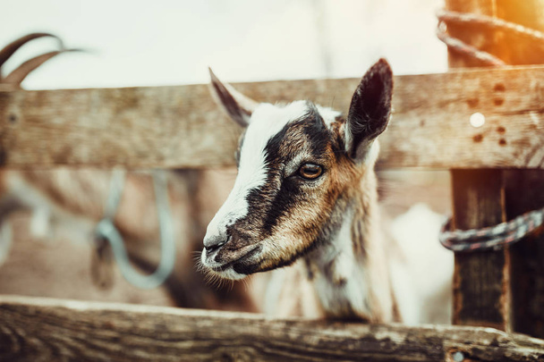 Cute Baby Goat - Foto, Imagen