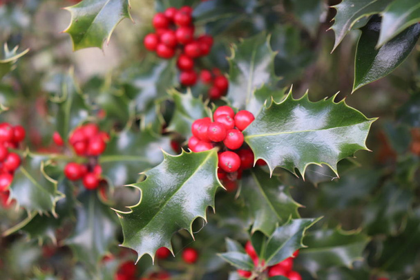 Ilex, or holly, It is a genus of small, evergreen trees with smooth, glabrous, or pubescent branchlets. The plants are generally slow-growing - Photo, Image