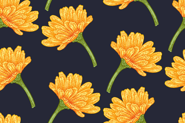 Seamless botanical pattern with calendula flowers. Vector floral illustration vintage - Vector, Image