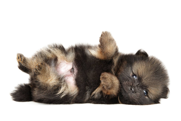 Dinlenme küçücük Pomeranian Spitz köpek yavrusu - Fotoğraf, Görsel