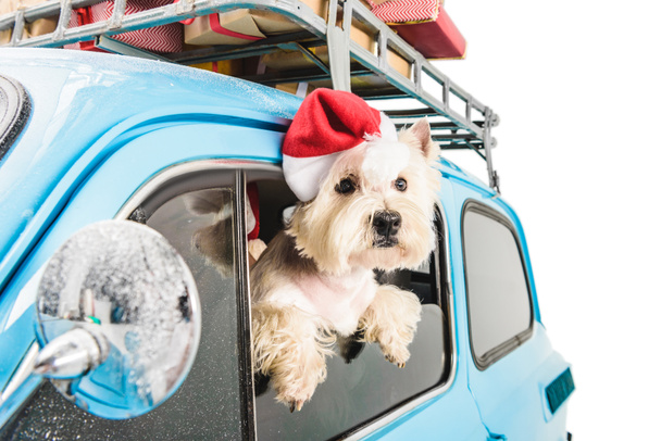 White Terrier in car with christmas gifts - Foto, Bild