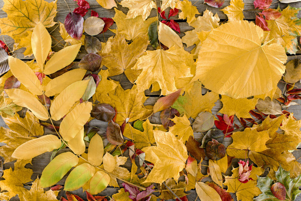hojas dispersas de otoño
 - Foto, imagen