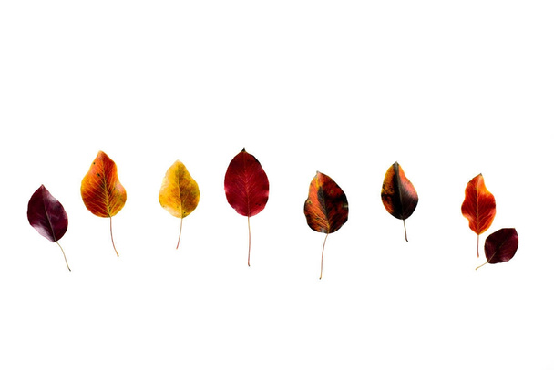 fila de hojas de otoño oscuro de color
  - Foto, imagen
