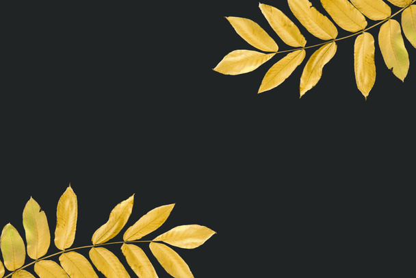 větvičky s žluté podzimní listy  - Fotografie, Obrázek
