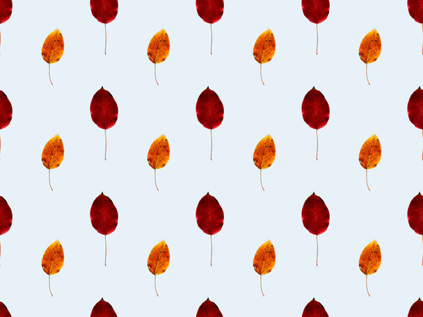 κόκκινο και κίτρινο πεσμένα φύλλα - Φωτογραφία, εικόνα