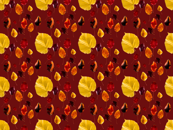 Колекція кольорових осінніх листя
 - Фото, зображення