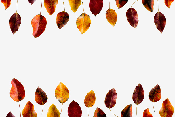 Folhas de outono coloridas
 - Foto, Imagem