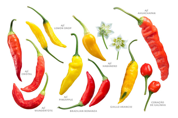 Aji peppers C. baccatum set, paths - Photo, Image