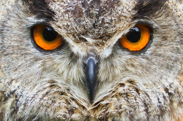 Eagle owl detail obličeje - Fotografie, Obrázek