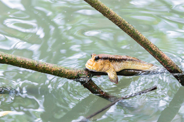 beautiful Mudskipper fish. - Fotó, kép