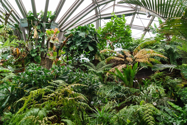 Tropical Foliage In A  Garden - Foto, afbeelding