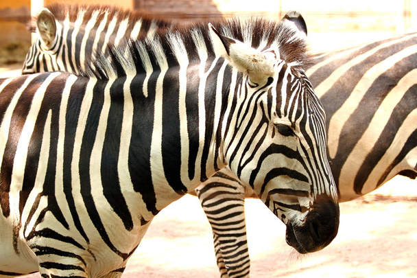 Полосатая зебра (Equus quagga
) - Фото, изображение