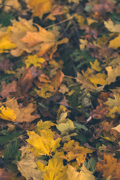 Autumn background. Dry leaves on the ground with a blurred background. - Photo, image