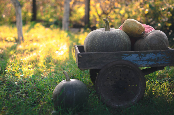 Pumpkins harvest on an old wooden cart. - Fotó, kép