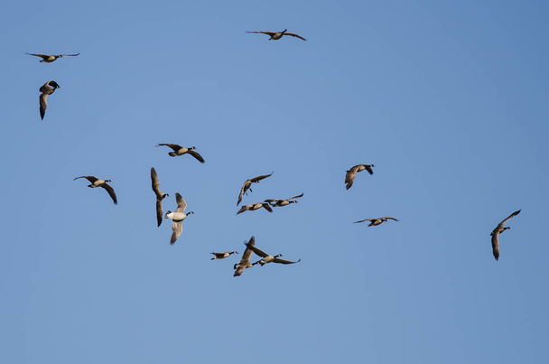 Стая канадских гусей, летающих в голубом небе и готовящихся к земле
  - Фото, изображение