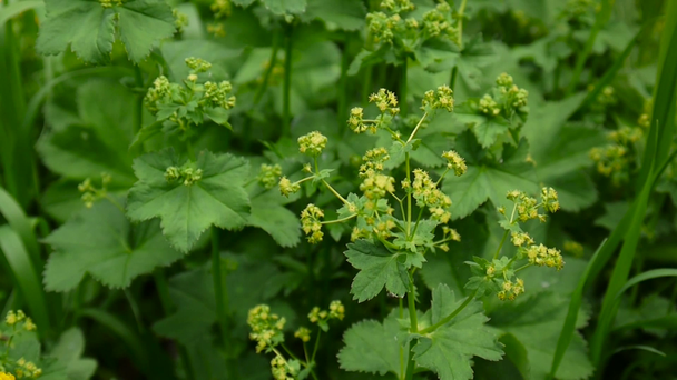 Alchemilla vulgaris. Flowering medicinal plant. Shooting static camera. - Footage, Video