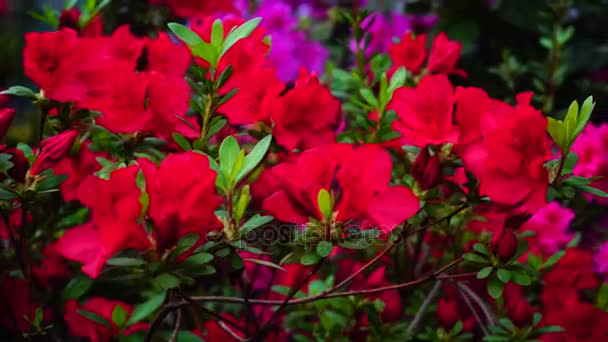 En el pequeño jardín moderno capullos rosados que florecen, fotografía de cerca
. - Imágenes, Vídeo