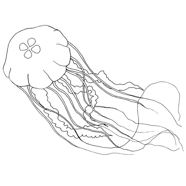 Vector hand-drawn jellyfish on white background. Coloring book p - Vektor, Bild